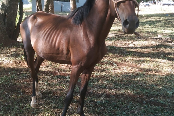 Animal resgatado na cidade de RIBEIRÃO PRETO Animal resgatado na cidade de RIBEIRÃO PRETO