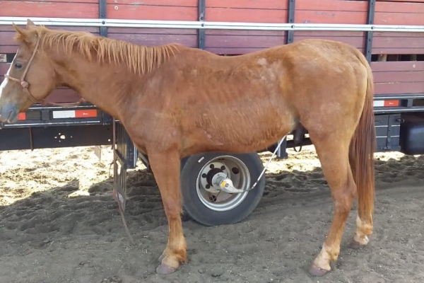 Animal resgatado na cidade de RIBEIRÃO PRETO Animal resgatado na cidade de RIBEIRÃO PRETO