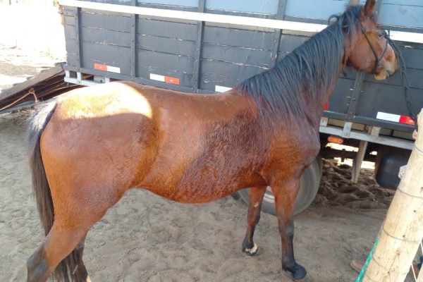 Animal resgatado na cidade de RIBEIRÃO PRETO Animal resgatado na cidade de RIBEIRÃO PRETO