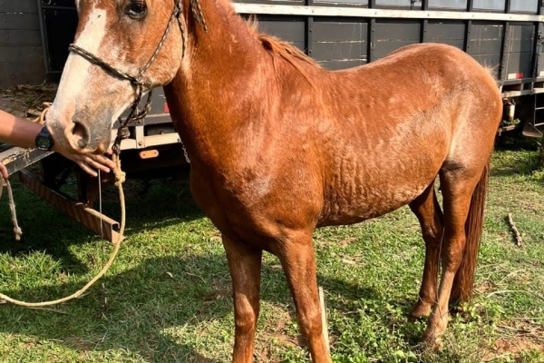 Animal resgatado na cidade de RIBEIRÃO PRETO Animal resgatado na cidade de RIBEIRÃO PRETO