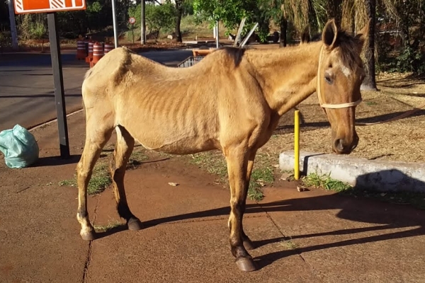 Animal resgatado na cidade de RIBEIRÃO PRETO Animal resgatado na cidade de RIBEIRÃO PRETO