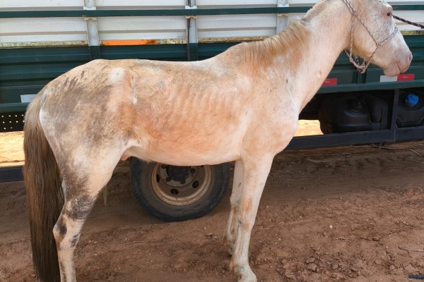Animal resgatado na cidade de IBITINGA Animal resgatado na cidade de IBITINGA
