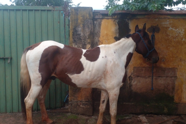 Animal resgatado na cidade de ORLÂNDIA Animal resgatado na cidade de ORLÂNDIA