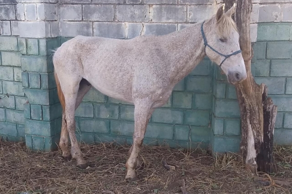 Animal resgatado na cidade de RIBEIRÃO PRETO Animal resgatado na cidade de RIBEIRÃO PRETO