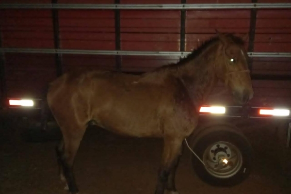 Animal resgatado na cidade de RIBEIRÃO PRETO Animal resgatado na cidade de RIBEIRÃO PRETO