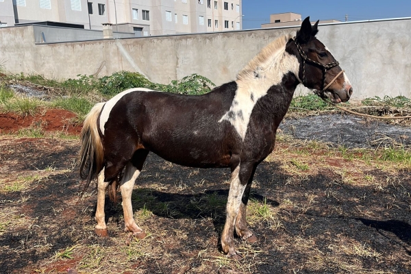 Animal resgatado na cidade de RIBEIRÃO PRETO Animal resgatado na cidade de RIBEIRÃO PRETO